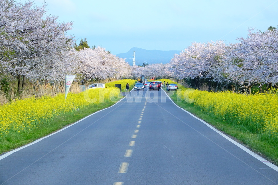 봄,녹산로,유채꽃,제주도,드라이브,벚꽃,봄,계절,spring,season,자연,풍경,nature,landscape,plant,식물