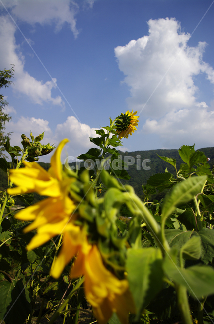 해바라기,꽃,식물,flower,plant