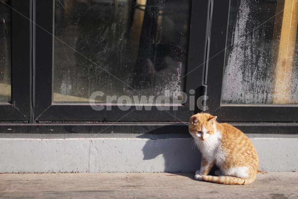 고양이,길고양이,동물,cat,cats,mammal,포유류,animal,pet,애완동물,동물,animal,포유류,mammal,고양이,cat,kitten,kitty