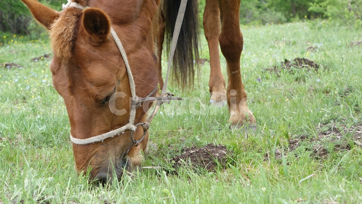 자연,grass,green,초록,nature,말,horres,목초지,초식동물