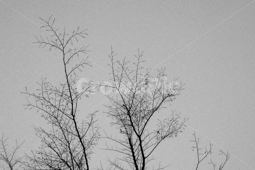 감성,감성사진,하늘,나무,흑백,겨울,겨울나무,식물,자연,plants,nature,나무,trees,wood,감성,sensible,feeling,흑백,모노톤,monochrome,black and white