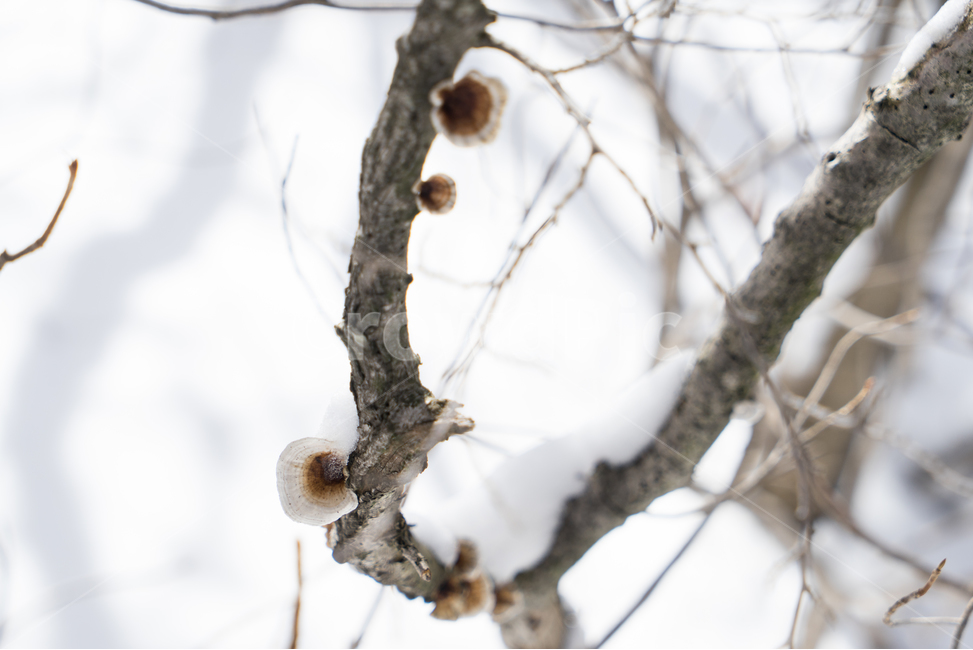 눈,설경,겨울,싸늘함,추위,snow,겨울,계절,winter,season