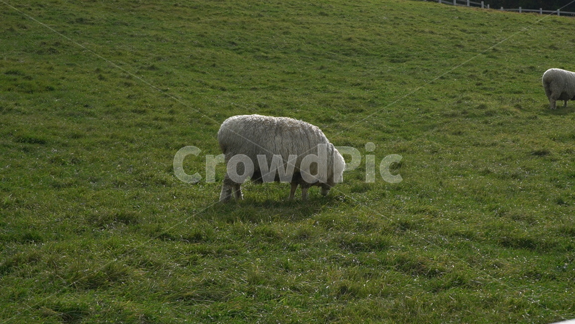 자연,풍경,animal,동물,sheep,양,nature,field,들,grassland,목초지,동물,animal,포유류,mammal,목축업,목장,livestock farming,ranching,pasture