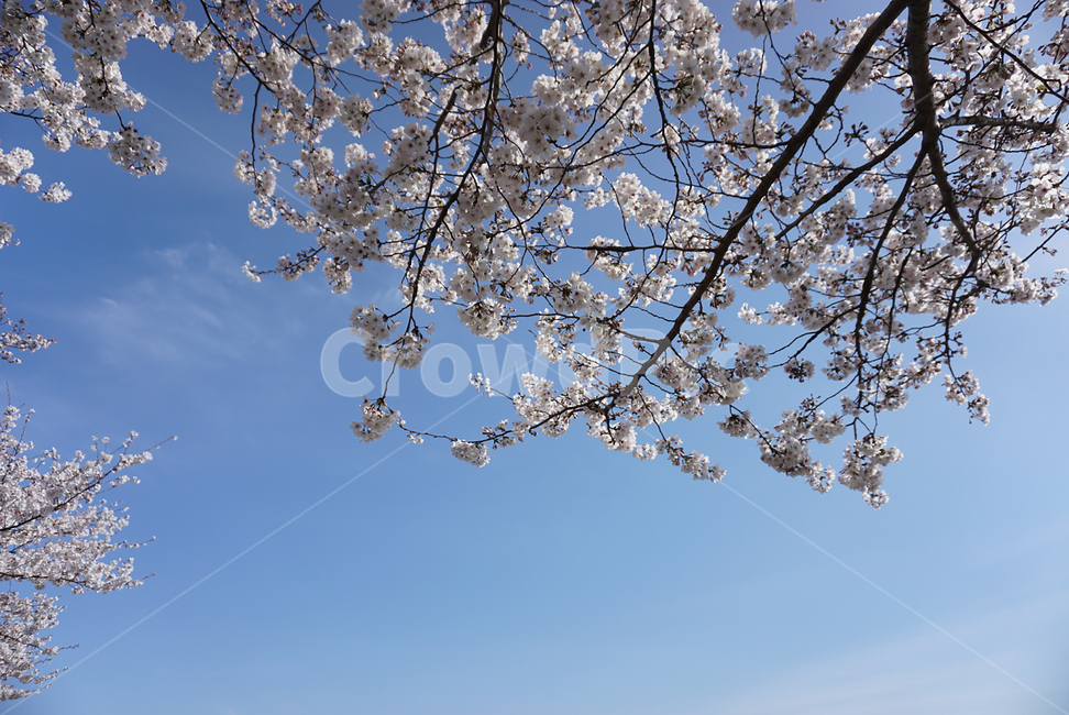 plant,식물,blossom,flower,꽃,벚꽃,cherryblossom