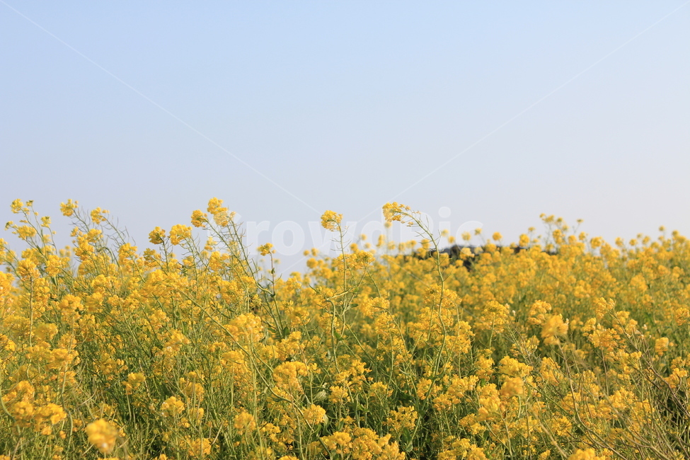 제주,유채꽃,꽃밭,flower,꽃