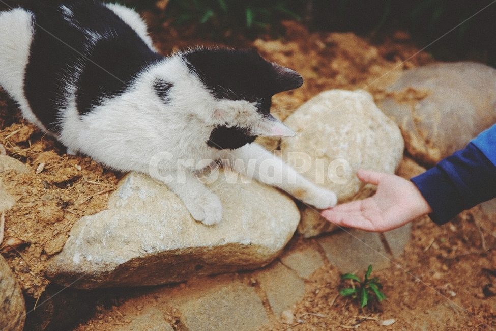 고양이,만남,동물,악수,cat,handshake,고양이손,동물,animal,포유류,mammal,고양이,cat,kitten,kitty