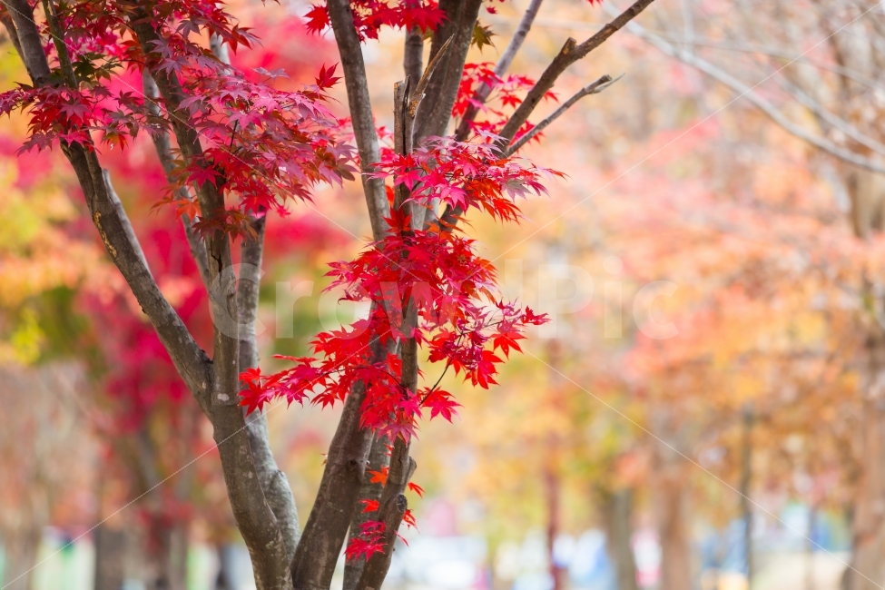 단풍,가을,자연,단풍나무,가로수길,가을,계절,fall,autumn,season,식물,자연,plants,nature,나무,trees,wood,leaf,잎,plant,tree,maple
