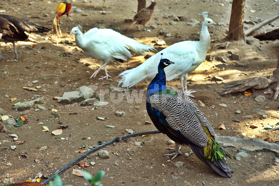 splendor,feather,Pheasant,Asia,peacock,omnivore,Birds,chicken neck