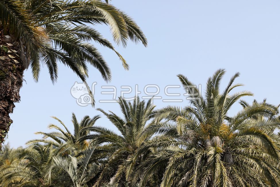 palmtree, 야자수, arecaceae, 아레카과, tree, 사진,이미지,일러스트,캘리그라피 - chococoyam작가