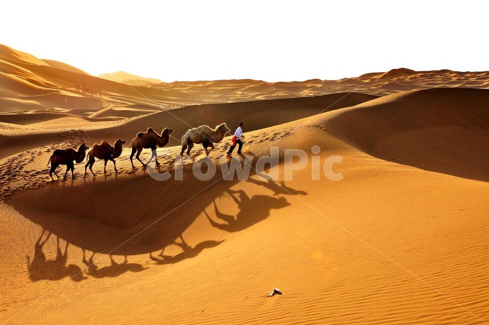 nature,자연,outdoors,옥외,sand,모래,person,사람,human,인간,중국,바단지린사막,낙타,그림자,사막,빛,자연,풍경,nature,landscape,해외,외국,세계,foreign,oversea,world,세계자연풍경,해외자연풍경,외국자연풍경,world nature landscape