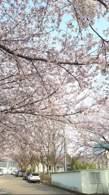 제주도,봄,벚꽃,풍경,벚꽃풍경,봄,계절,spring,season,plant,식물,flower,꽃,blossom,cherry blossom