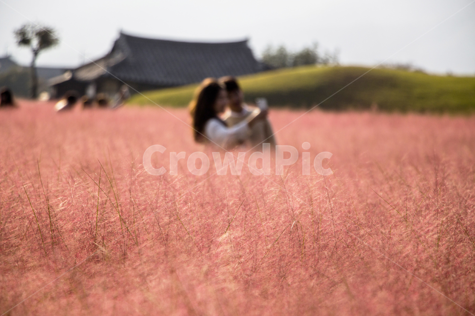 뮬리,핑크뮬리,나무,식물,가을,분홍갈대,갈대,자연,풍경,경치,하늘,나들이,소풍,연인,커플,여행,휴가,기와,기와지붕,한옥,가을,계절,fall,autumn,season,사람,인물,인간,human,person,연인,커플,사랑,lover,couple