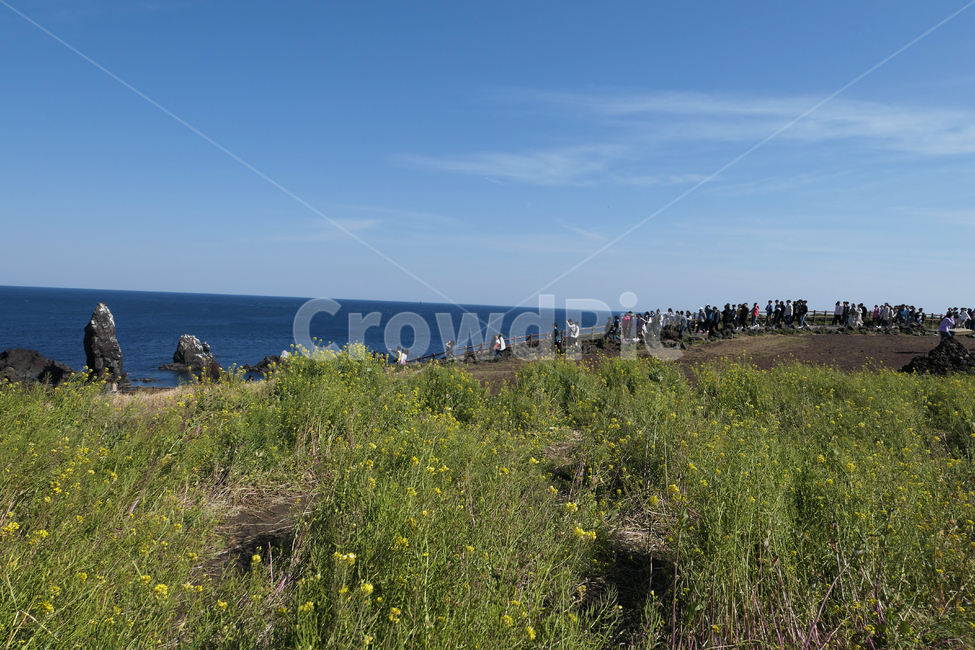 cheju,제주도,유채꽃,섬,rapeblossoms,island,자연,풍경,nature,landscape