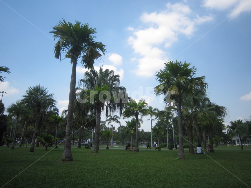 야자수,palmtree,plant,식물,tree,나무,trees,wood