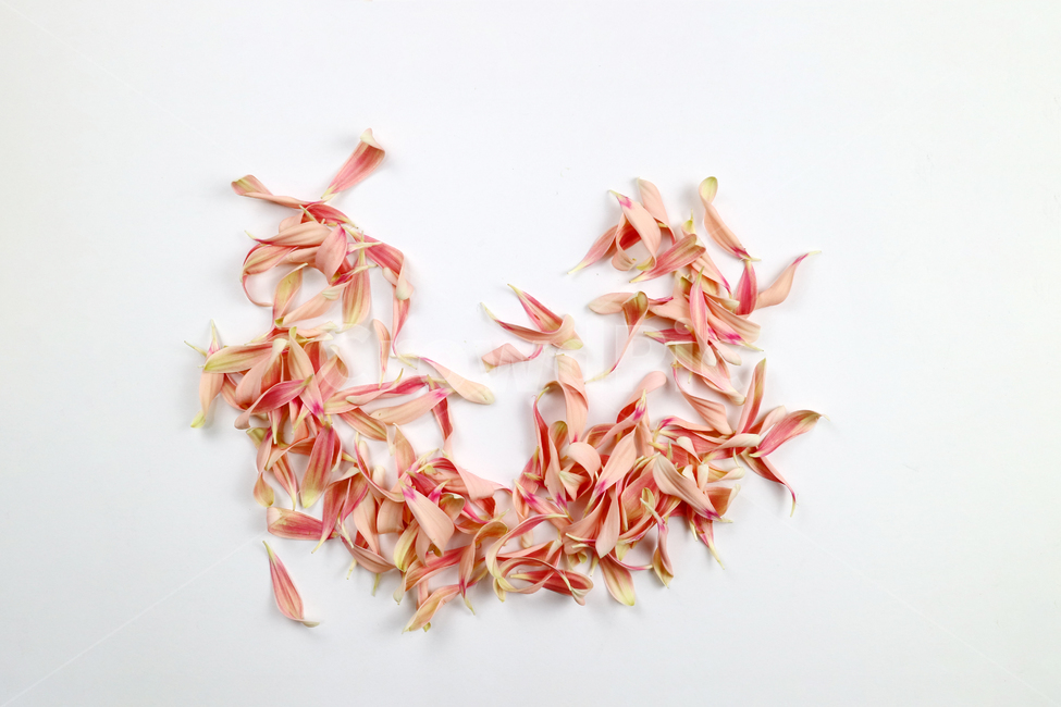 꽃잎,백그라운드,식물,자연,계절,봄,꽃,배경,배경이미지,내추럴,flower,nature,flora,background