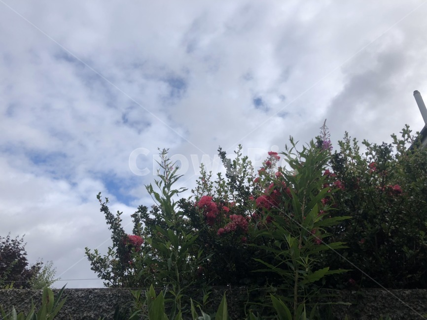 꽃,하늘,여름,분홍꽃,flower