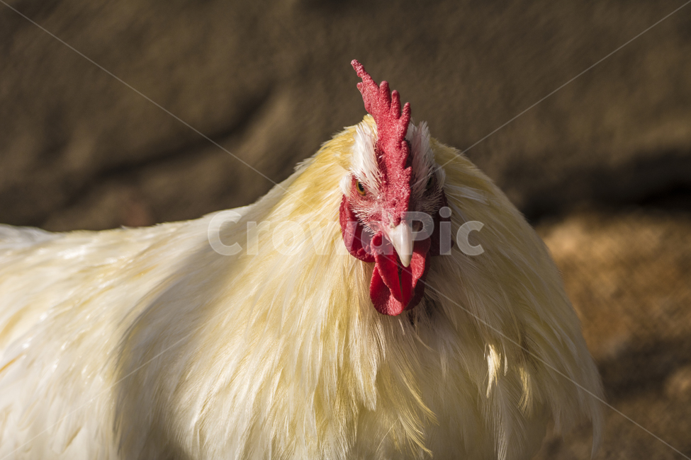 동물,닭,토종닭,수탉,새,조류,부리,가축,닭띠,동물,animal,조류,새,birds