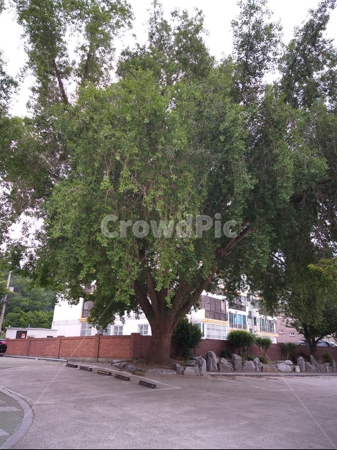 나무,자연,tree,nature,고목나무,시원함,cool,summer,여름,버들나무,주차장,parkinglot,큰나무,feeling,담장