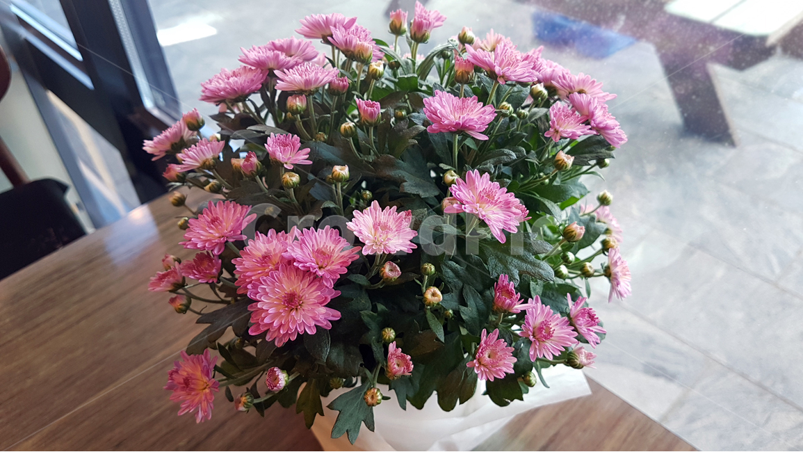 식물,꽃,화분,국화,소국,분홍색,화병,flower,chrysanthemem,flowerpot,pot,vase,table,꽃,flower,실내용화초,화분,화초,house plant