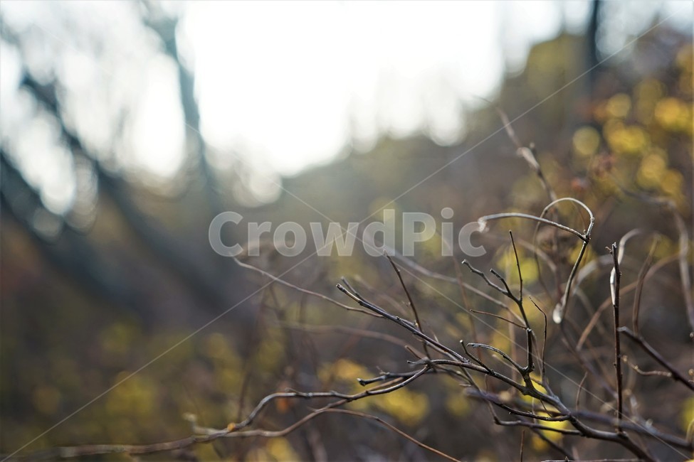 역광,봄,나무,계절,season,spring,backlight,tree,plant,식물,자연,plants,nature