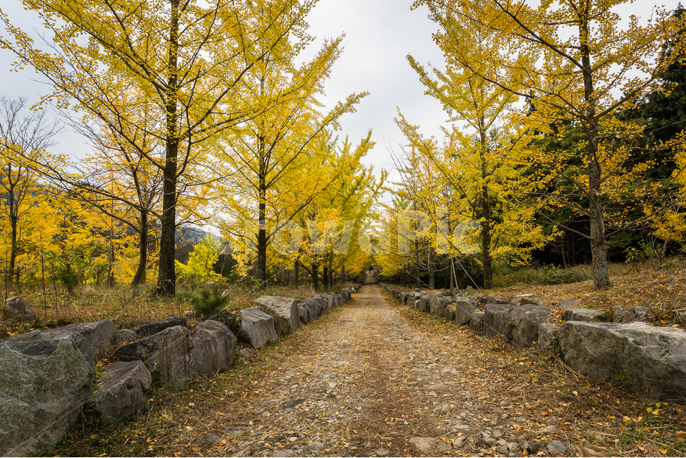 은행나무,은행나무숲,은행나무길,은행잎,산책,가을,계절,fall,autumn,season,자연,풍경,nature,landscape,gravel,자갈,dirt road,흙길,road,도로,tree,나무,plant,식물,ground,바닥