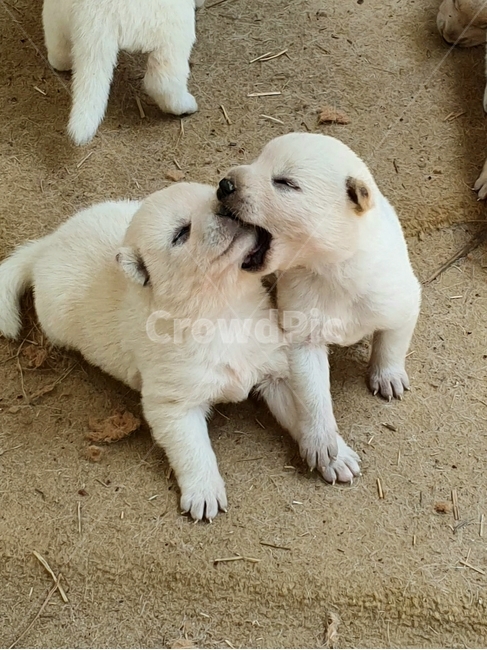 강아지,새끼,귀여움,애교,개,dog,puppy,dark,으르렁,짓기,4발,이빨,발톱,털,심장사상충,해충,사료,먹이,물기,핥기,꼬리,동물,animal,포유류,mammal,개,강아지,dog,doggy