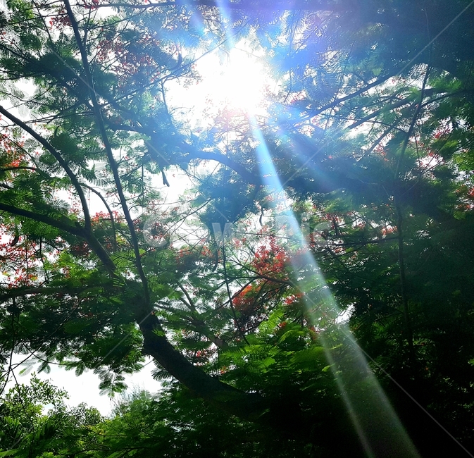 베트남,숲,빛줄기,아름다움,신비로움,나무,감성,신비,하늘,사이,아름답다,배경화면,풍경화면