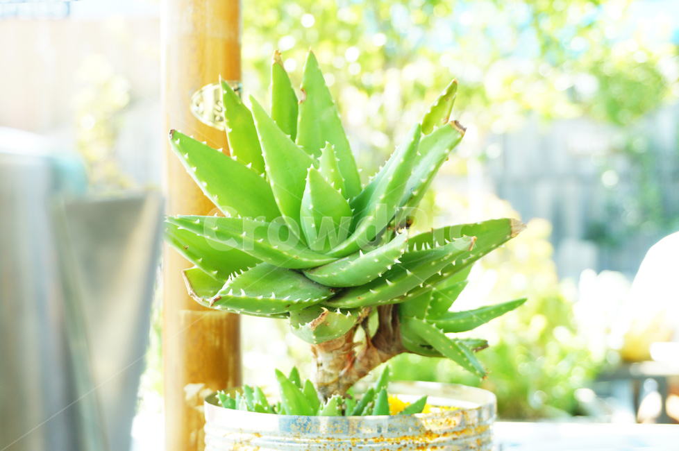 꽃,선인장,식물,초록,가시,flower,cactus,plant,green,thorn,식물,자연,plants,nature
