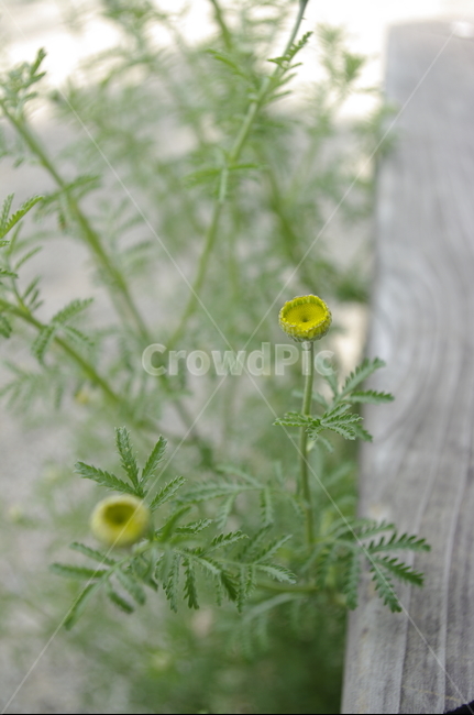 꽃,flower,식물,plant,계절,봄,spring,식물,자연,plants,nature,꽃,flower