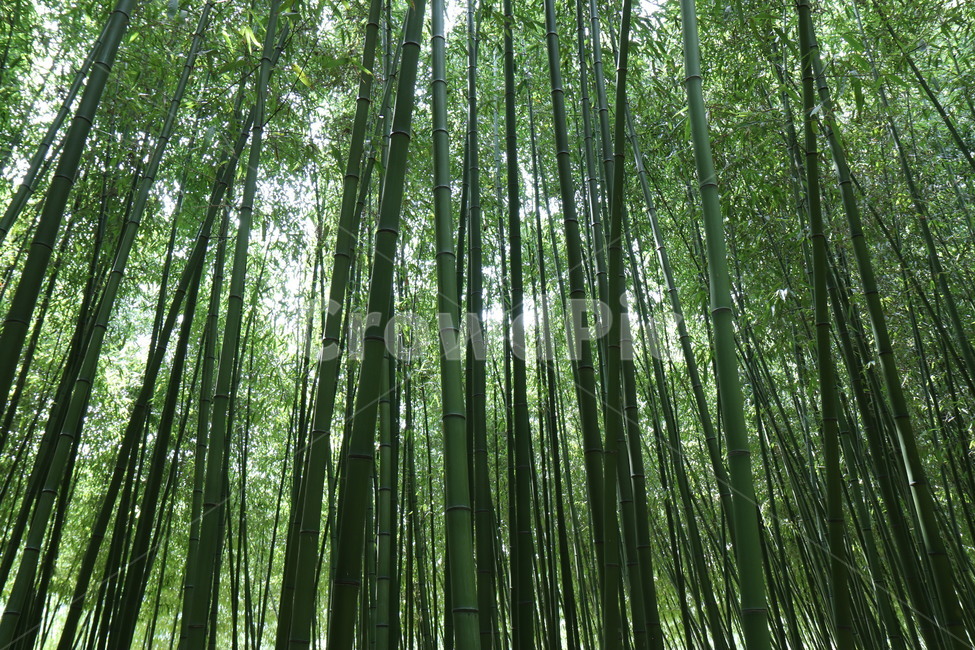 plant,식물,대나무,가을,자연,자연,풍경,nature,landscape