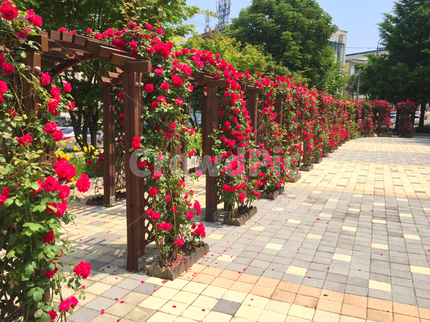 동해,장미,꽃,식물,공원,장미공원,장미꽃,빨간장미,5월장미,장미터널