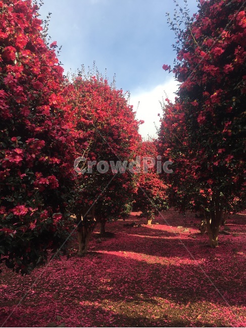 동백꽃,풍경,겨울,꽃,flower,식물,자연,plants,nature,꽃,flower