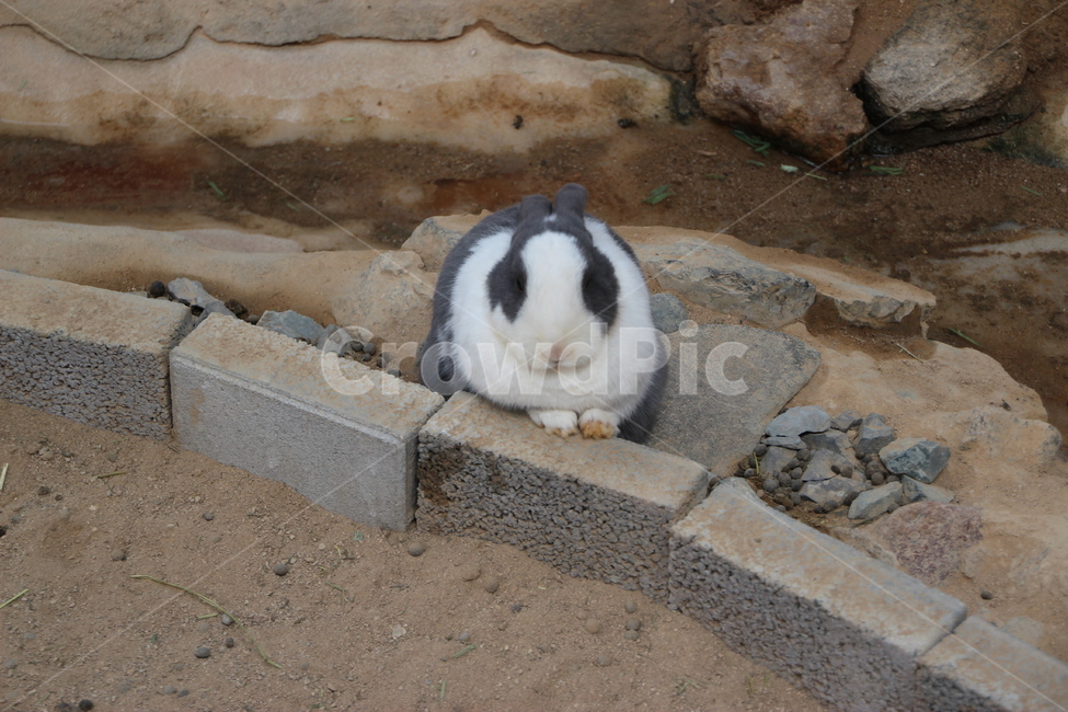 mammal,포유류,animal,동물,토끼,rodent,설치류,동물,animal,포유류,mammal