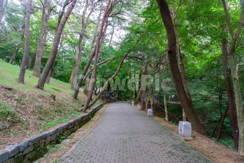 부소산,부소산성,부여,산길,백제,유적지,흐린날씨,여름,숲,산,path,pathway,lane,trail,오솔길,등산로,나무,초록,숲길,자연,풍경,nature,landscape,통로,walkway,보도