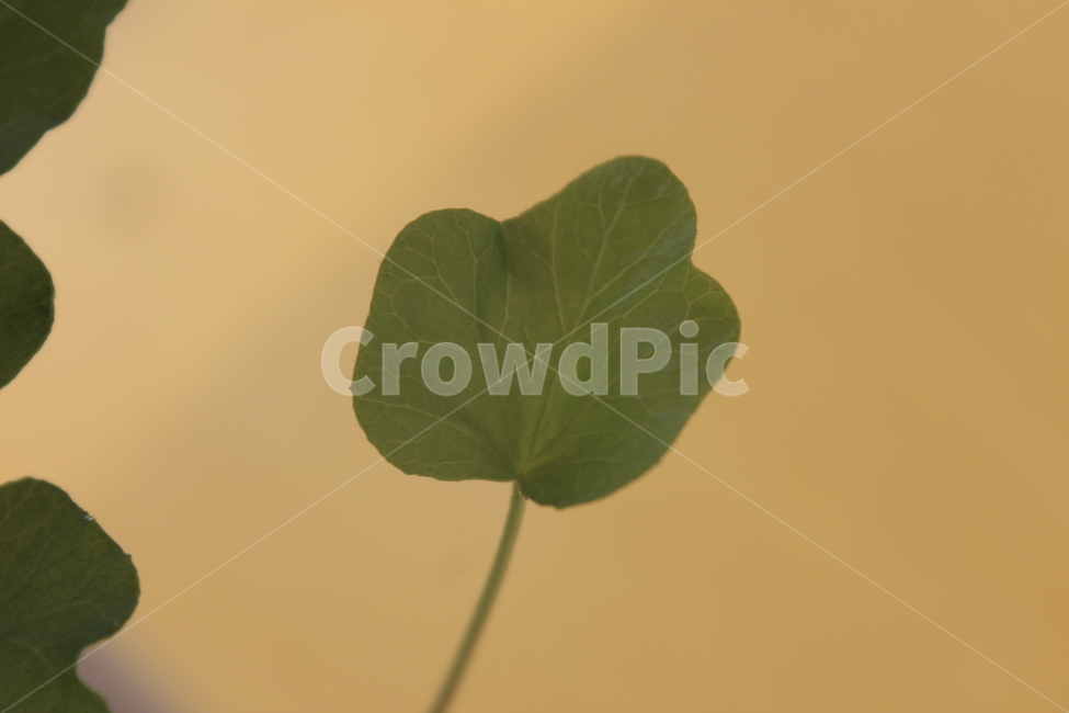잎,초록잎,식물,자연,green
