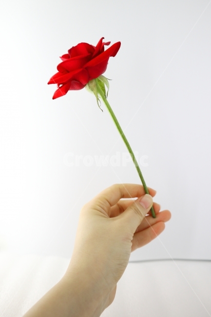 꽃,결혼,사랑,감성,이벤트,선물,장미,빨간,손,봄,졸업,입학,프로포즈,행복,연인,rose,flower,present,gift,식물,자연,plants,nature,꽃,flower,기념일,축하,anniversary,congratulation,celebrate,celebration