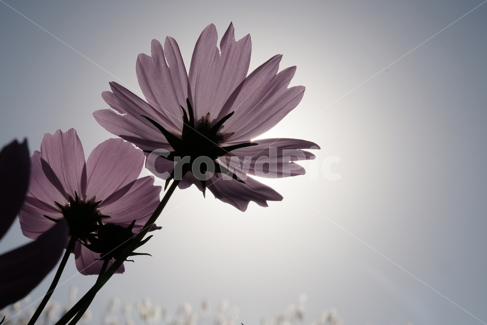 역광,꽃,가을꽃,코스모스,보라,꽃잎,plant,식물