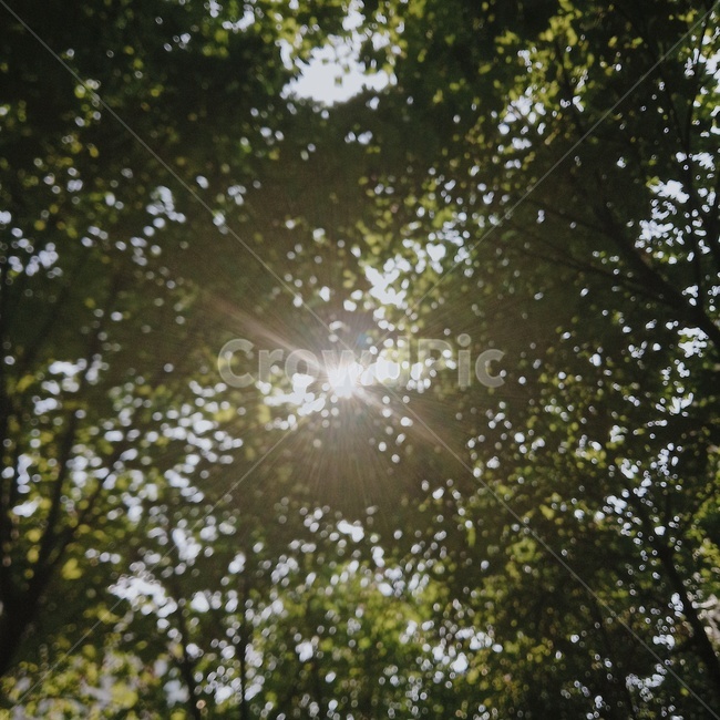태양,햇빛,나무,감성,여름,흐릿함,홀리,feeling,감성사진,sunshine,휴식,힐링,rest,relaxation,healing