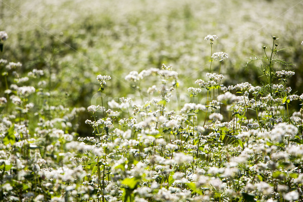메밀꽃,메밀밭,꽃,식물,가을,식물,자연,plants,nature,꽃,flower