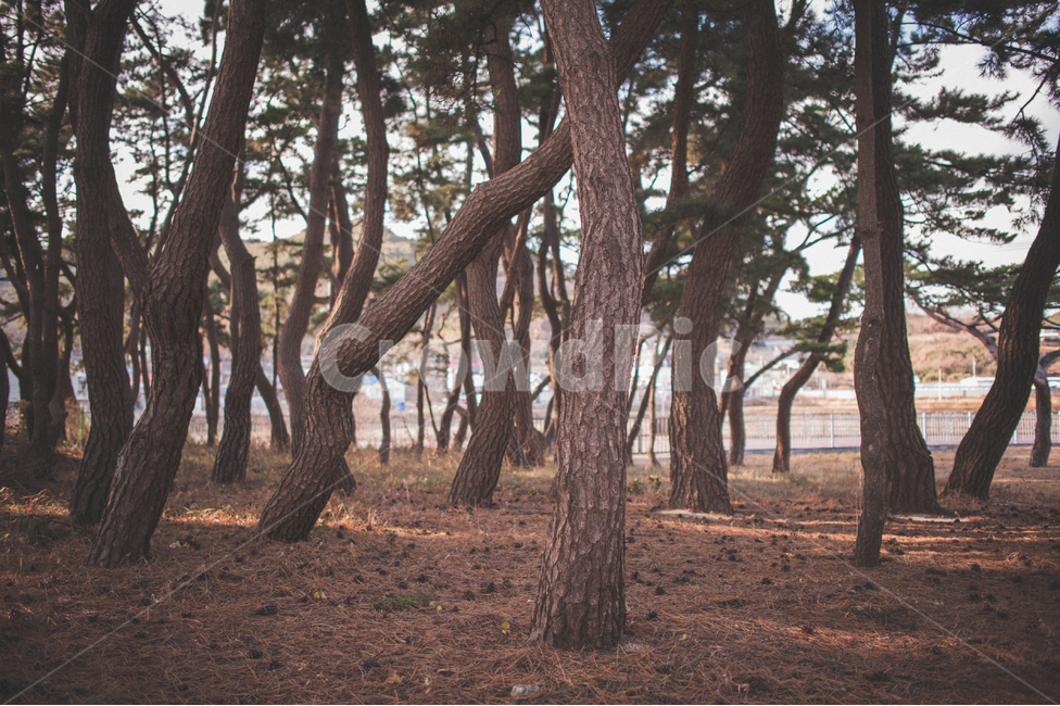 소나무,나무,숲,소나무숲,그림자,풍경,자연,식물,대한민국,인천,가을,pinetree,pineforest,autumn,wood,자연,풍경,nature,landscape,tree,tree trunk,나무 줄기,plant