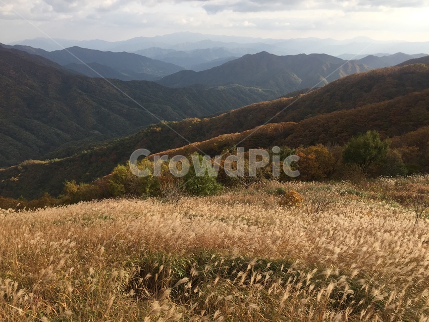 가을,억새,자연풍경,장안산,전북장수,가을,계절,fall,autumn,season,자연,풍경,nature,landscape,한국자연풍경,한국자연경관,korea nature landscape,outdoors,옥외,mountain,산,mountain range,산맥,slope,경사,plant,식물,grass,잔디