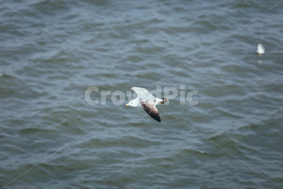 갈매기,seagull,bird,새,animal,동물,flying,바다,야생동물