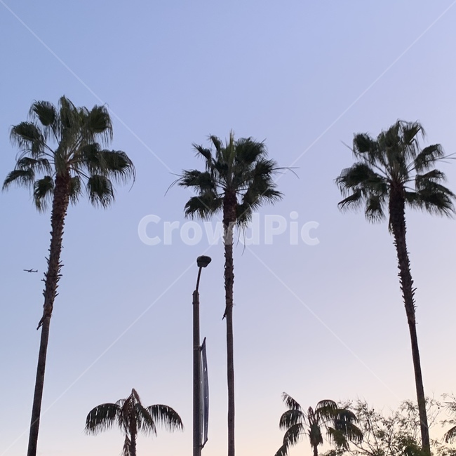 arecaceae,plant,식물,palmtree,야자수,tree,나무,하늘,sky