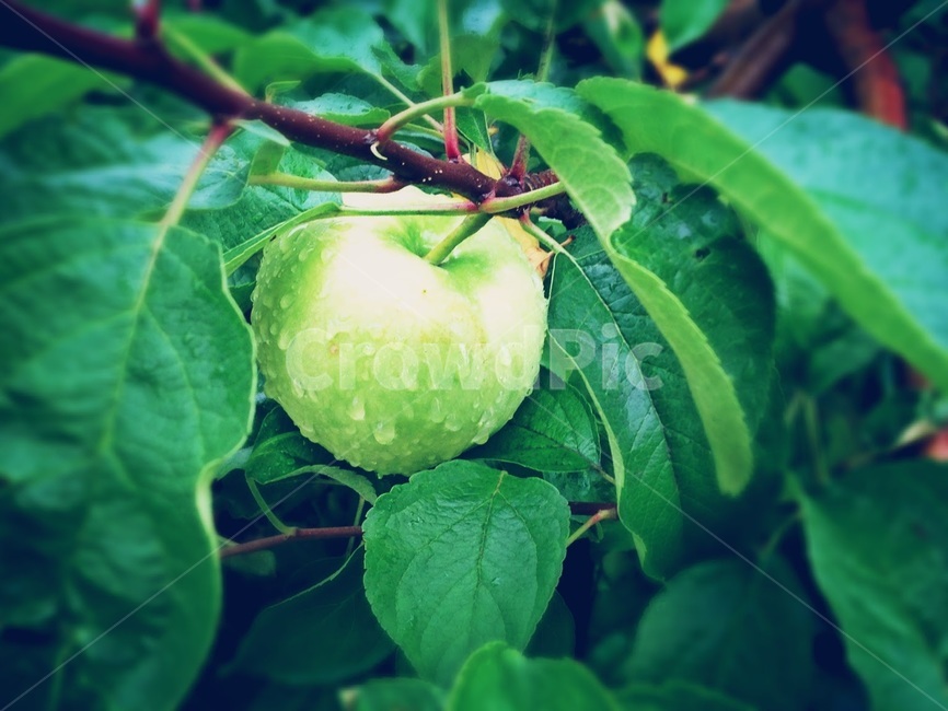 plant,식물,사과,나무,사과나무,열매