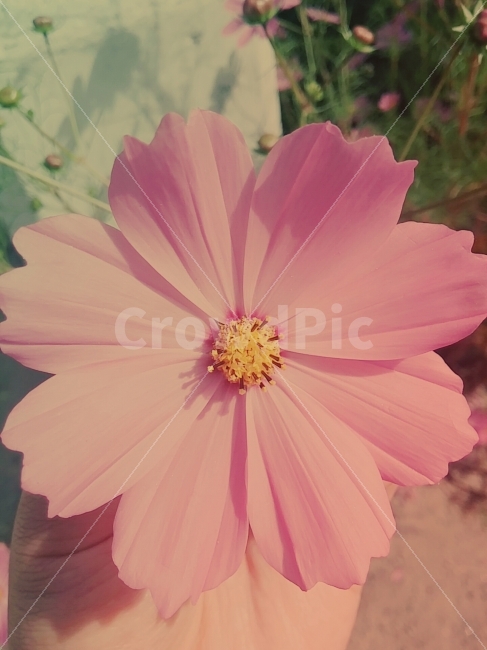 코스모스,가을,가을감성,가을꽃,꽃,감성,가을,계절,fall,autumn,season,식물,자연,plants,nature,꽃,flower,감성,sensible,feeling,plant,blossom,anther,꽃밥,petal,꽃잎