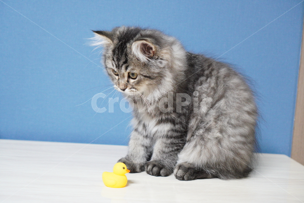 고양이,어린고양이,귀여운고양이,페르시안고양이,냥이,야옹이,반려묘,cat,cutecat,동물,animal,포유류,mammal,고양이,cat,kitten,kitty