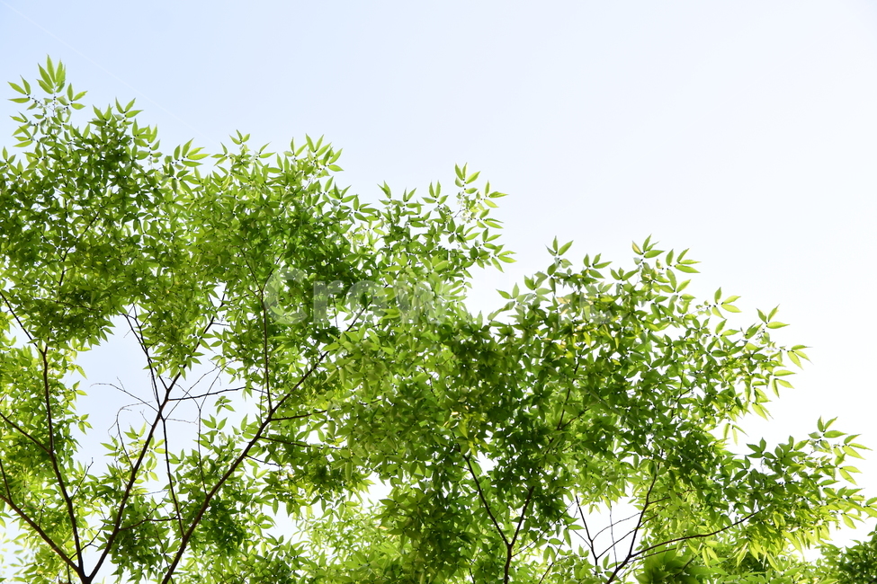 나뭇잎,잎,잎사귀,잎새,초록,그린,신록,leaves,싱그러운,청정,자연,식물,힐링,green,nature,plants,나무,초록물결,시즌,계절,바탕,배경,백그라운드,패턴