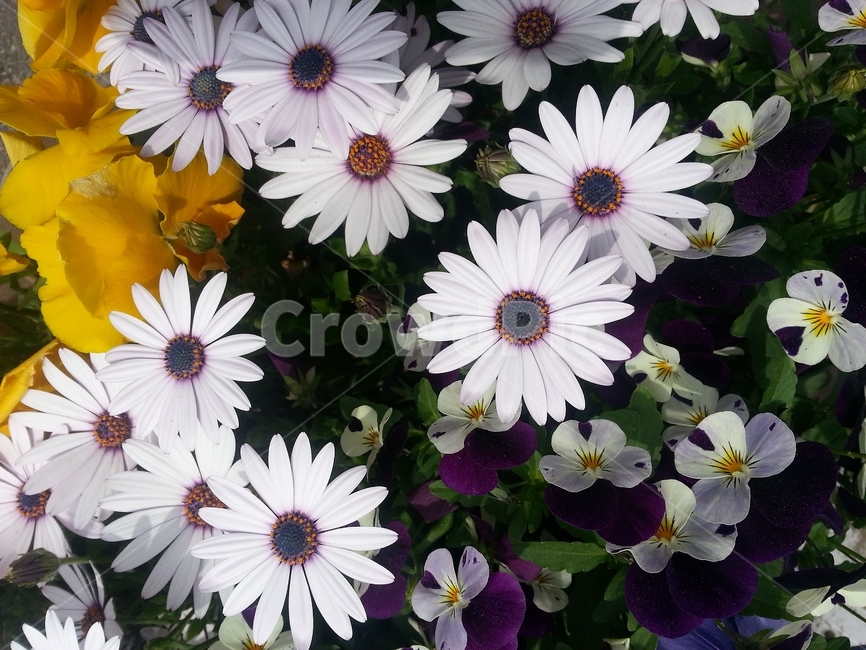 오스테오스펄멈,꽃,봄,자연,식물,아프리카원산,아프리칸데이지,flower,plant,floral,garden,Osteospermum,디모르포테카,데모루,오스테오스퍼멈,원예,아름다움,bloom,향기,화사,동그라미,꽃잎,암술,수술,beautiful,식물,자연,plants,nature,꽃,flower