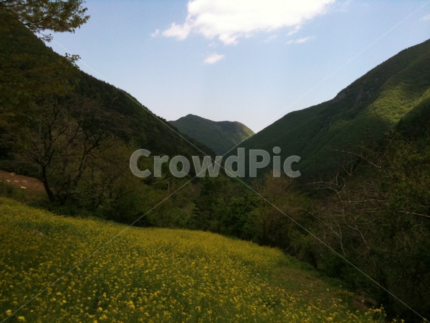 풍경,자연,들판,한국,산,꽃,봄,대자연,사운드오브뮤직,자연,풍경,nature,landscape,outdoors,옥외
