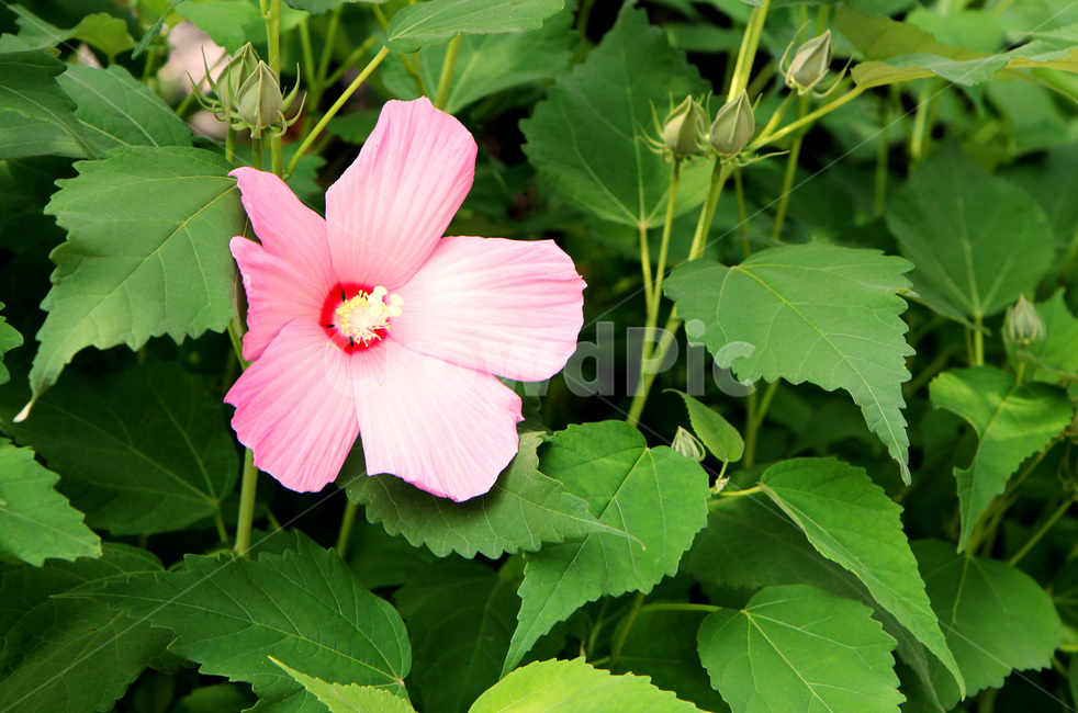 무궁화,무궁화꽃,꽃,꽃한송이,나라꽃,식물,plant,roseofsharon